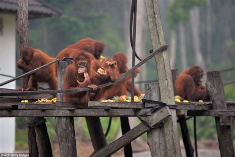 Baby Orangutans Play Up To The Camera At Borneo Island Rescue Centre