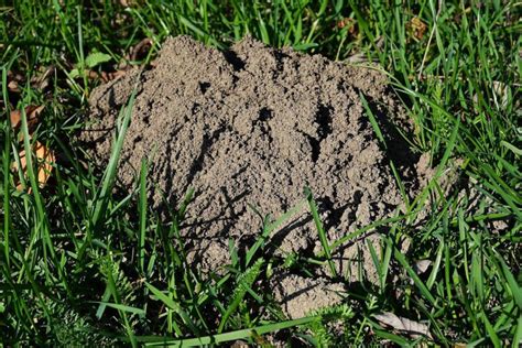 Waking Up To A Lawn Full Of Holes Small Holes In Lawn Overnight