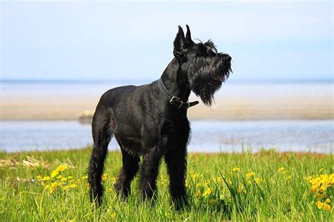 Giant Schnauzer Dog Breed History And Some Interesting Facts