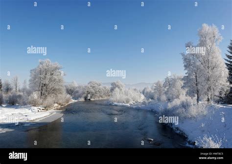 Trees With Hoarfrost On The River Loisach Großweil Municipality