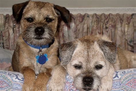 Living With A Border Terrier Border Terrier Club Of America