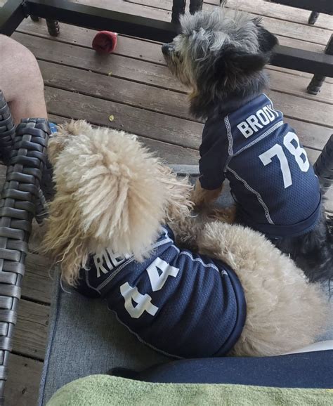 16 Dogs Who Are Rooting For Their Teams It Can Wait Silly Dogs