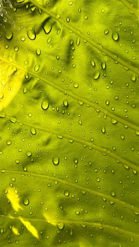 Water Drops On Green Leaf Iphone 8 Wallpapers Free Download