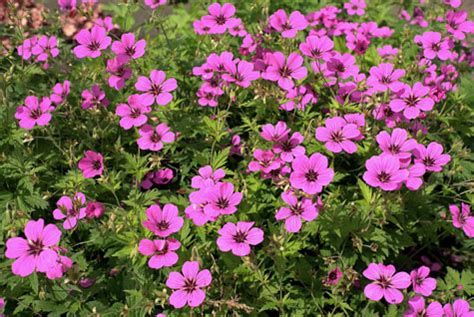 Bloemkleur met roze accenten alleen roze kleur. F-G - Coen Jansen Vaste Planten