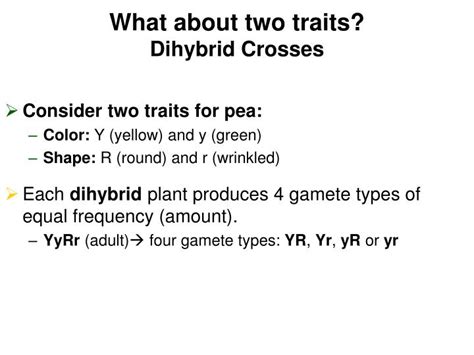 Mendel found that the seeds resulting from the crossing of the parents, had yellow coloured and round shaped seeds. PPT - What about two traits? Dihybrid Crosses PowerPoint ...