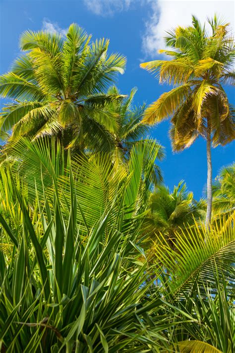 Tropical Palm Trees Free Stock Photo Public Domain Pictures