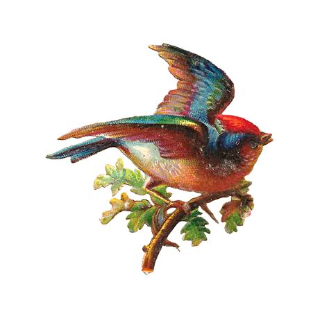 Antique Images Antique Bird Clip Art Colorful Song Bird