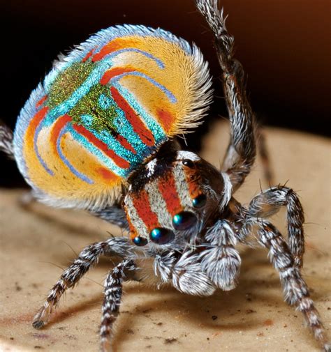This Cute Peacock Spider From Australia Wishes You A Good Day R Eyebleach
