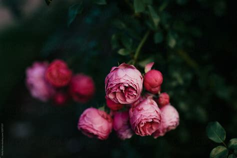 Cluster Of Pink Roses In A Garden By Stocksy Contributor Kelly Knox