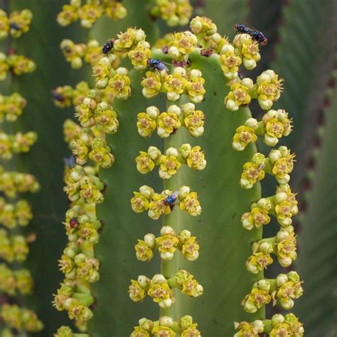 Candelabra Tree Euphorbia Ingens In The Euphorbias Database