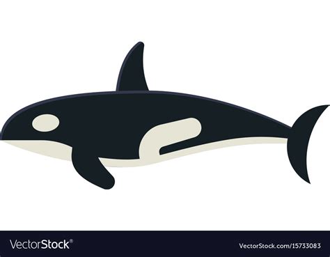 Killer Orca Whale Royalty Free Vector Image Vectorstock