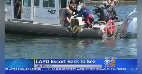 Rescued Sea Lions Seals Get Lapd Escort Back Home Officer