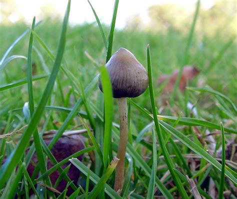 A Brief History Of Modern Use Of Magic Mushrooms In Canada And Haida