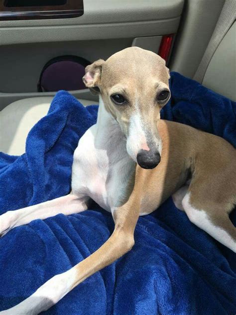 On The Way Home From Surgery Grey Hound Dog Italian Greyhound