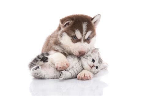 Cute Siberian Husky Puppy Cuddling Cute Kitten Stock Image Image Of