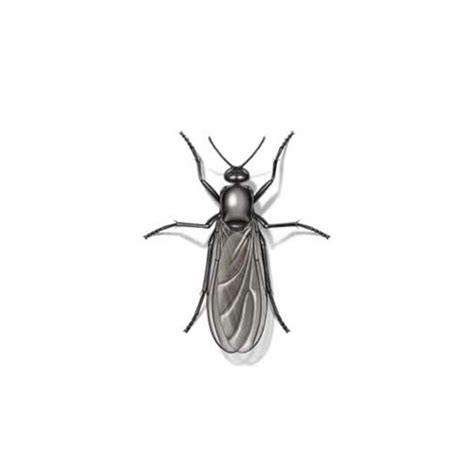 Gnat Fly Identification And Habits Gnat Flies In Central And Eastern