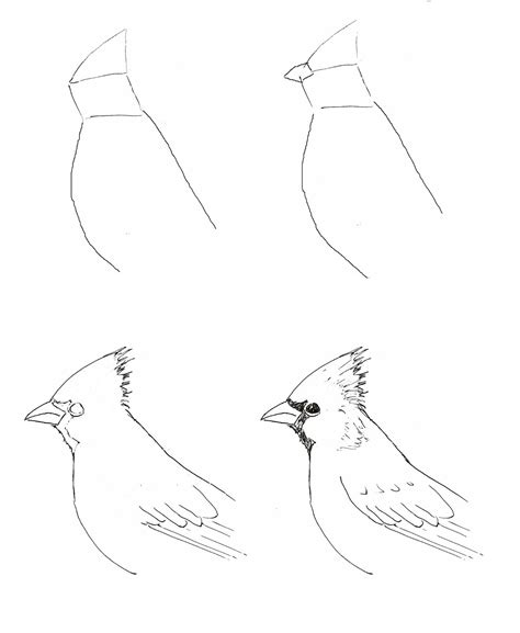 Https://tommynaija.com/draw/how To Draw A Cardinal On A Branch