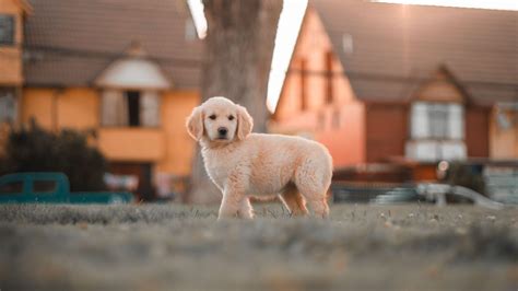 Doggy Day Care Form | Vets On Crown