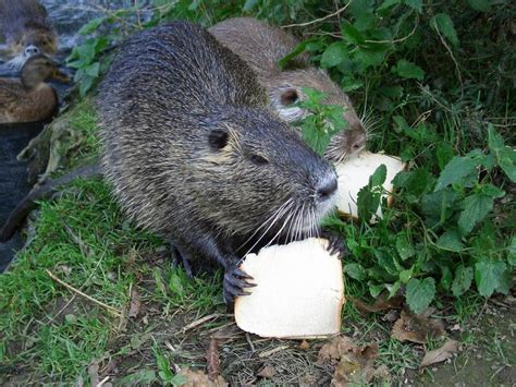 We did not find results for: Nutria | Southern Food and Beverage Wiki | FANDOM powered ...