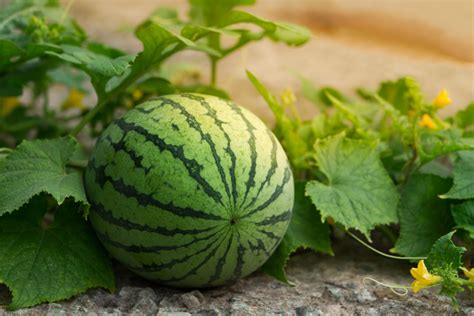 Damit holt ihr die sonne direkt auf eure terasse und das leben sieht gleich wieder fröhlicher aus! Wassermelone pflanzen: Tipps zum Anbau im Garten - Plantura