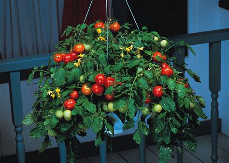 Tumbler Tomato Container Hanging Basket Trailing Tomato Lycopersic
