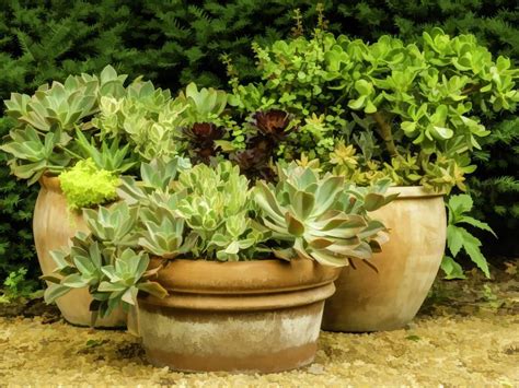 Shade Loving Container Plants Hgtv Container Plants