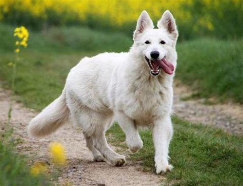 White Swiss Shepherd Everything You Need To Know Pettime