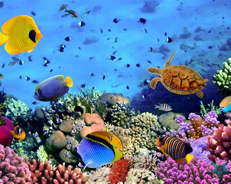 Fish Corals Turtle Beautiful Underwater Wallpaper Hd