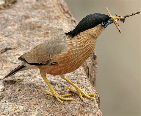 Birds Of The World Brahminy Starling