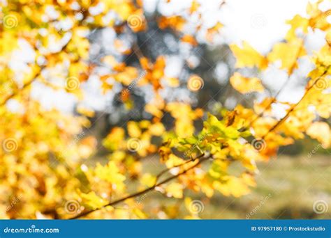 Autumn Yellow Leaves Blurred Background Stock Photo Image Of Fresh