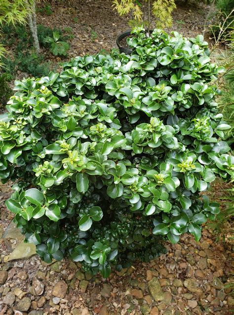 Buy Ligustrum Japonicum Rotundifolium Dwarf Curly Leaf Japanese