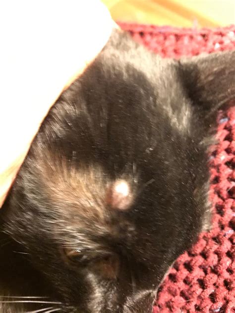 Hi My Cat Just Developed A Lump On His Head I Attached Three Photos