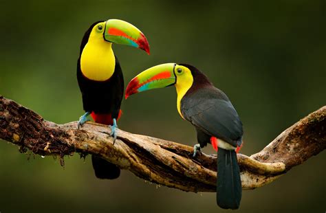 Tropical birds handle heat stress much better than expected • Earth.com