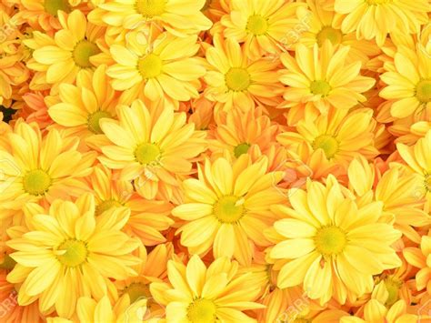 Yellow Chrysanthemum Flowers Background