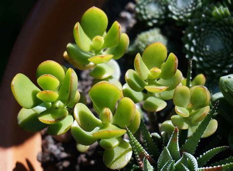 Jade Plant Flower Everything You Need To Know Plants Craze