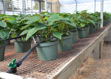 Drip Irrigation Helps Nursery Save Water Labor Mississippi State