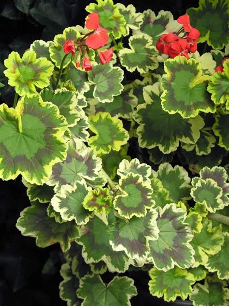 Variegated Leave Geranium Geraniums Plants Scented Geranium