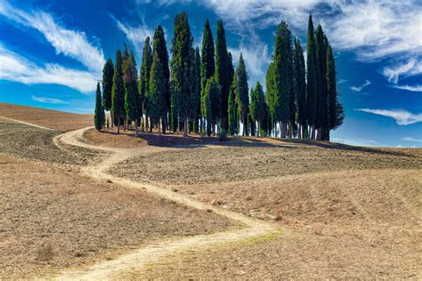 Iconic Trees In Tuscany Where To Photograph Them The Tuscan Mom