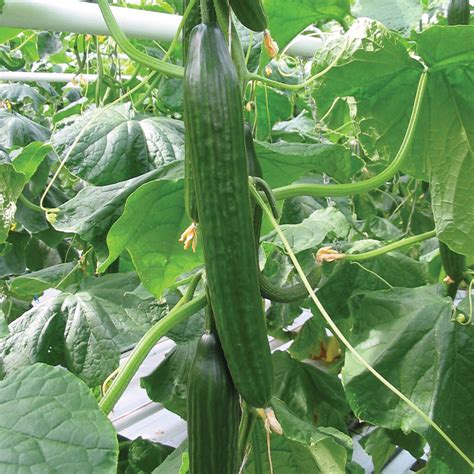 Heirloom tomato seeds 55+ varieties heirloom watermelon seeds 15+ varieties heirloom pepper seeds 33 varieties Grow Your Own Salad And Heritage Vegetables Pack By Cult ...