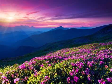 Magic Pink Rhododendron Flowers On Summer Mountain Dramatic Overcast