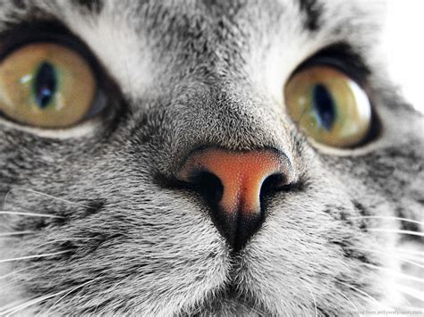 93 Close Ups Of Cat Noses To Make Your Day