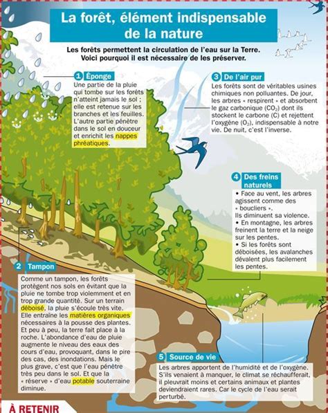 Educational Infographic La Forêt élément Indispensable De La Nature
