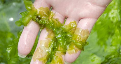 Seaweed Benefits Why This Marine Algae Is Exceptionally Great For Skin