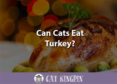 Unfortunately, giving cats spicy foods can potentially make them seriously ill. Can Cats Eat Turkey? - Cat Kingpin