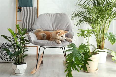 Ja, davon gibt es eine ganze menge. Giftige Pflanzen für Hunde | zooplus Hundemagazin