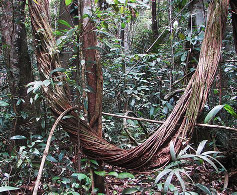 Amazon Rainforest Wikipedia Ecuador Photography Landscape