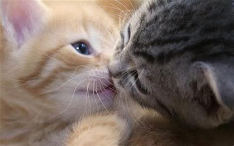 10 Things 10 Pictures Of Kittens Being Super Cute