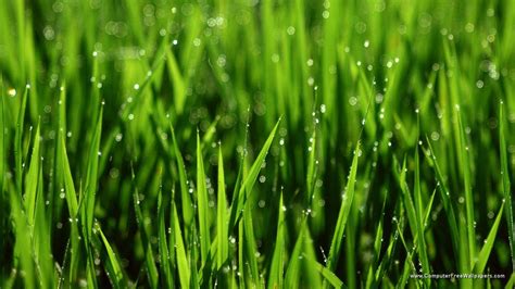 Awesome Hd Wallpaper Collection Green Grass Natural Wallpapers