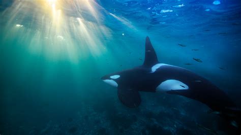 Killer Whales Face Dire Pcbs Threat The New York Times