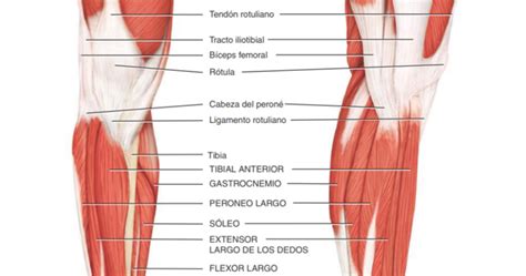 Musculos De Los Seres Humanos Músculos De La Pierna Que Mueven El Pie